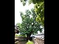 낙안교촌리은행나무 썸네일 이미지
