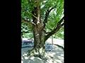 순천평촌리이팝나무 썸네일 이미지