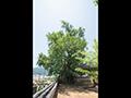 낙안교촌리은행나무 썸네일 이미지