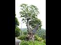 삼거동 삼거마을 느티나무 보호수 썸네일 이미지