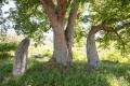 행정리 사포 미륵과 당산나무 썸네일 이미지